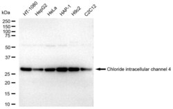 Invitrogen CLIC4 Recombinant Rabbit Monoclonal Antibody (23GB3465), Invitrogen