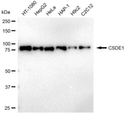 Invitrogen CSDE1 Recombinant Rabbit Monoclonal Antibody (23GB3505), Invitrogen