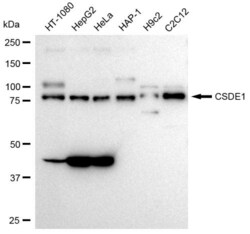 Invitrogen CSDE1 Recombinant Rabbit Monoclonal Antibody (23GB3510), Invitrogen