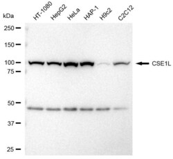 Invitrogen CAS Recombinant Rabbit Monoclonal Antibody (23GB3515), Invitrogen 20 &mu;L | Buy Online | Invitrogen&trade; | Fisher Scientific