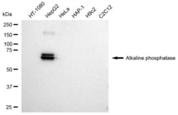 Invitrogen Intestinal Alkaline Phosphatase Recombinant Rabbit Monoclonal
