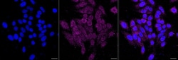 Invitrogen ABCE1 Recombinant Rabbit Monoclonal Antibody (23GB3605) 20 &mu;L | Buy Online | Invitrogen&trade; | Fisher Scientific
