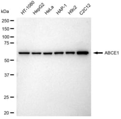 Invitrogen&trade;&nbsp;ABCE1 Recombinant Rabbit Monoclonal Antibody (23GB3605)