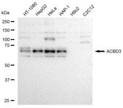 Invitrogen ACBD3 Recombinant Rabbit Monoclonal Antibody (23GB3620), Invitrogen