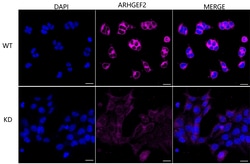 Invitrogen GEF-H1 Recombinant Rabbit Monoclonal Antibody (23GB3675), Invitrogen