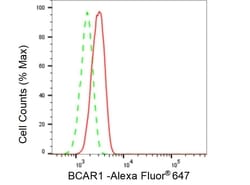 Invitrogen p130Cas Recombinant Rabbit Monoclonal Antibody (23GB3690), Invitrogen