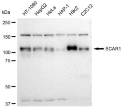 Invitrogen p130Cas Recombinant Rabbit Monoclonal Antibody (23GB3690), Invitrogen