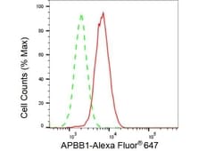 Invitrogen Fe65 Recombinant Rabbit Monoclonal Antibody (23GB3665), Invitrogen