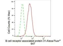 Invitrogen BAP31 Recombinant Rabbit Monoclonal Antibody (23GB3680), Invitrogen