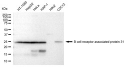 Invitrogen BAP31 Recombinant Rabbit Monoclonal Antibody (23GB3680), Invitrogen
