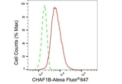 Invitrogen CAF1 p60 Recombinant Rabbit Monoclonal Antibody (23GB3765),