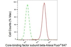 Invitrogen CBF beta Recombinant Rabbit Monoclonal Antibody (23GB3785),