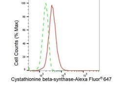 Invitrogen CBS Recombinant Rabbit Monoclonal Antibody (23GB3800), Invitrogen