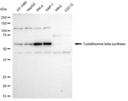Invitrogen CBS Recombinant Rabbit Monoclonal Antibody (23GB3800), Invitrogen