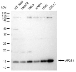 Invitrogen AP2S1 Recombinant Rabbit Monoclonal Antibody (23GB3660), Invitrogen