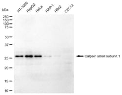 Invitrogen Calpain S1 Recombinant Rabbit Monoclonal Antibody (23GB3720),