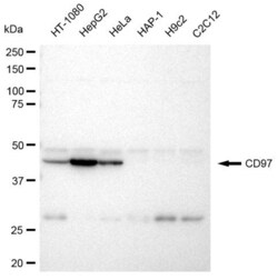 Invitrogen CD97 Recombinant Rabbit Monoclonal Antibody (23GB3740), Invitrogen