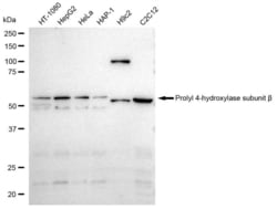 Invitrogen PDI Recombinant Rabbit Monoclonal Antibody (23GB2890), Invitrogen
