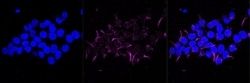 Invitrogen GSR Recombinant Rabbit Monoclonal Antibody (23GB2845), Invitrogen