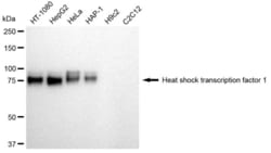 Invitrogen&trade;&nbsp;HSF1 Recombinant Rabbit Monoclonal Antibody (23GB2715)