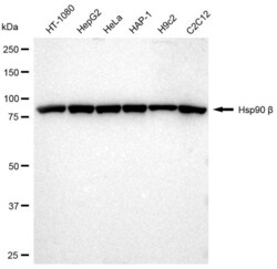 Invitrogen HSP90 beta Recombinant Rabbit Monoclonal Antibody (23GB2770),