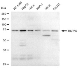 Invitrogen GRP78 Recombinant Rabbit Monoclonal Antibody (23GB2445), Invitrogen