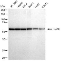 Invitrogen HSP60 Recombinant Rabbit Monoclonal Antibody (23GB2680), Invitrogen