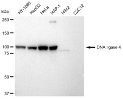 Invitrogen DNA Ligase IV Recombinant Rabbit Monoclonal Antibody (23GB2515),