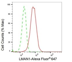 Invitrogen LMAN1 Recombinant Rabbit Monoclonal Antibody (23GB2835), Invitrogen