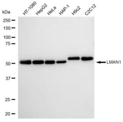 Invitrogen LMAN1 Recombinant Rabbit Monoclonal Antibody (23GB2835), Invitrogen