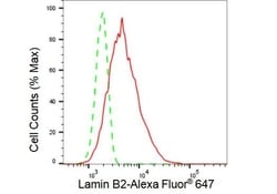 Invitrogen Lamin B2 Recombinant Rabbit Monoclonal Antibody (23GB2605),
