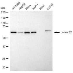 Invitrogen Lamin B2 Recombinant Rabbit Monoclonal Antibody (23GB2605),