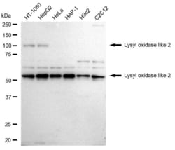 LOXL2 Recombinant Rabbit Monoclonal Antibody (23GB2610), Invitrogen:Antibodies,