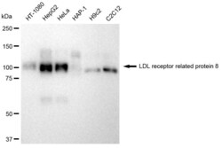 Invitrogen LRP8 Recombinant Rabbit Monoclonal Antibody (23GB2520), Invitrogen