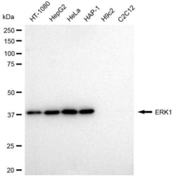 Invitrogen ERK1 Recombinant Rabbit Monoclonal Antibody (23GB2450), Invitrogen