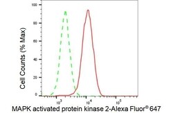 Invitrogen MAPKAPK2 Recombinant Rabbit Monoclonal Antibody (23GB2820) 20 &mu;L | Buy Online | Invitrogen&trade; | Fisher Scientific