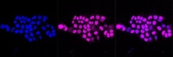 Invitrogen&trade;&nbsp;MAPKAPK2 Recombinant Rabbit Monoclonal Antibody (23GB2820)