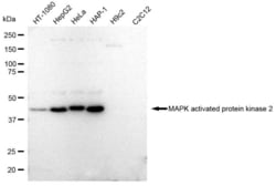 Invitrogen MAPKAPK2 Recombinant Rabbit Monoclonal Antibody (23GB2820) 20 &mu;L | Buy Online | Invitrogen&trade; | Fisher Scientific