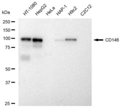 Invitrogen CD146 Recombinant Rabbit Monoclonal Antibody (23GB2705), Invitrogen