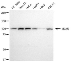 Invitrogen MCM3 Recombinant Rabbit Monoclonal Antibody (23GB2490), Invitrogen