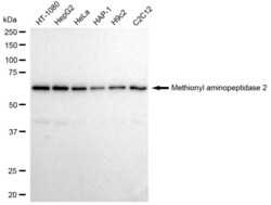 Invitrogen METAP2 Recombinant Rabbit Monoclonal Antibody (23GB2565), Invitrogen