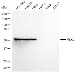 Invitrogen MLKL Recombinant Rabbit Monoclonal Antibody (23GB2935), Invitrogen