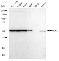 Invitrogen MLKL Recombinant Rabbit Monoclonal Antibody (23GB2895), Invitrogen