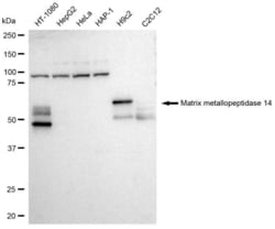 Invitrogen MMP14 Recombinant Rabbit Monoclonal Antibody (23GB2695), Invitrogen