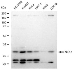 Invitrogen NEK7 Recombinant Rabbit Monoclonal Antibody (23GB2885), Invitrogen