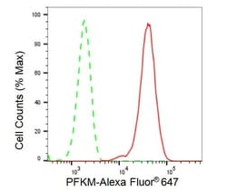 Invitrogen PFKM Recombinant Rabbit Monoclonal Antibody (23GB2740), Invitrogen