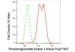 Invitrogen PGK1 Recombinant Rabbit Monoclonal Antibody (23GB2430), Invitrogen