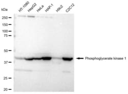 Invitrogen PGK1 Recombinant Rabbit Monoclonal Antibody (23GB2430), Invitrogen