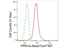 Invitrogen PPM1G Recombinant Rabbit Monoclonal Antibody (23GB2585) 20 &mu;L | Buy Online | Invitrogen&trade; | Fisher Scientific