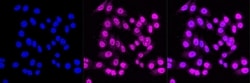 Invitrogen&trade;&nbsp;PPM1G Recombinant Rabbit Monoclonal Antibody (23GB2585)
